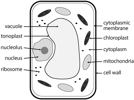 Plant cell with parts labeled.