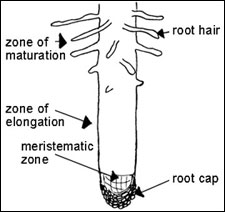 Longitudinal section of root