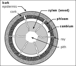 Cross section of woody plant stem