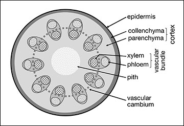 Cross section of woody plant stem