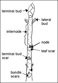 woody dicot stem showing the external features