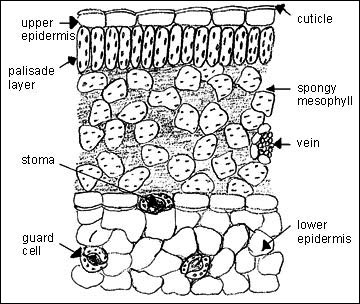 Cross section of dicot leaf