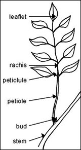 Compound leaf type