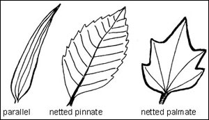Leaf venation