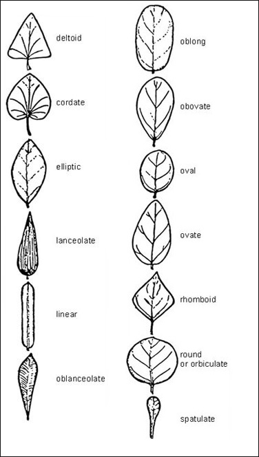 Leaf shapes