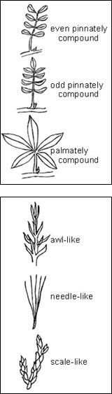 Simple leaf type
