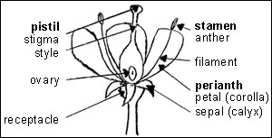 Parts of a typical flower