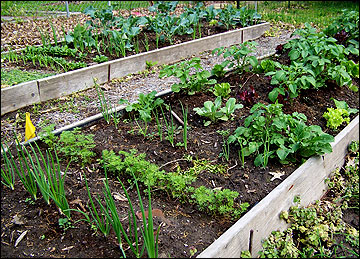 Raised bed