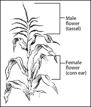 Sweet corn is monoecious