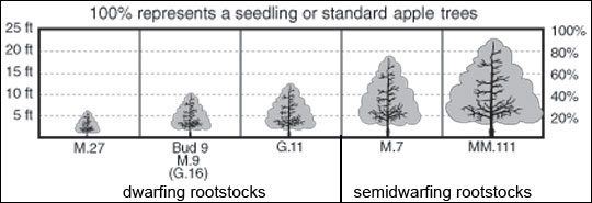 Dwarfing and semidwarfing rootstocks determine the height of mature apple trees