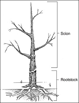 Scion and rootstock