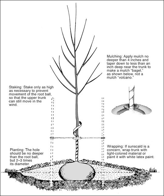Proper tree planting and maintenance methods