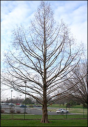 Bald cypress