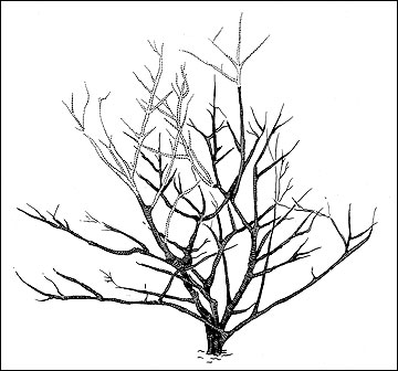 Pruning a large deciduous, flowering shrub