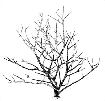 Pruning a large deciduous, flowering shrub