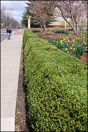 photo of hedges