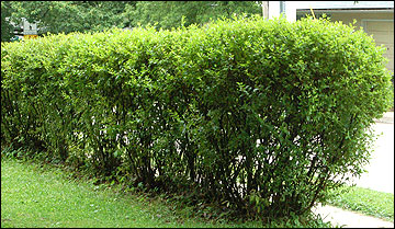 Hedges