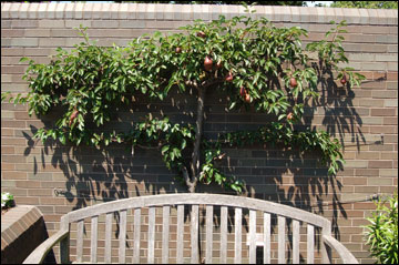 Espalier pruning