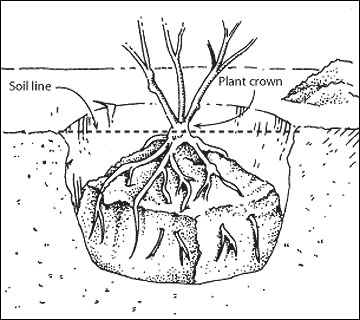 Start transplants correctly