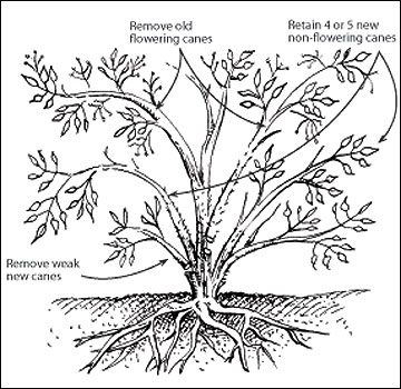 Ramblers bloom once and should be pruned after flowering