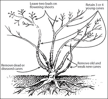 Climbers are repeat bloomers that should be pruned at bud swell