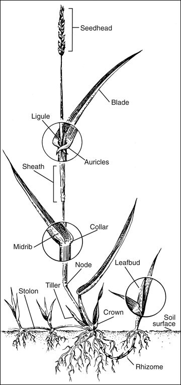 What is a Grub???  The Zoysia Farm Nurseries Blog