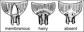 Ligule types