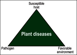 Plant disease occurrence triangle