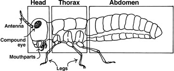 All insects have three main body segments