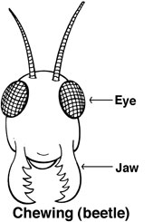 biting insect mouthparts anatomy