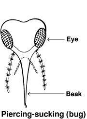 Piercing-sucking bug