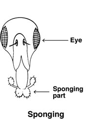 Sponging bug