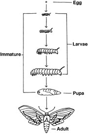 Most insects undergo 