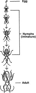 Immature insects that undergo incomplete metamorphosis are called nymphs