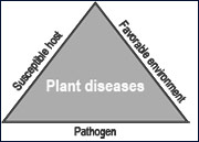 Plant disease occurrence triangle