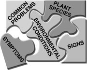 Plant disease puzzle