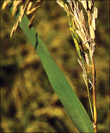 the disease attacks the nodes just below the head, often causing the stem to break