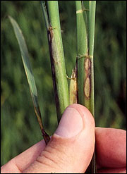 Initial sheath blight symptoms usually occur as water-soaked lesions on the first leaf sheath at or near the water line