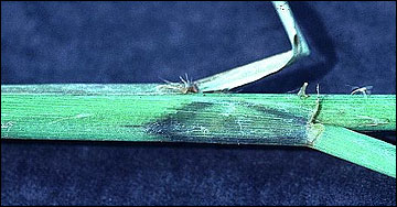 Advanced leaf sheath and stem infection