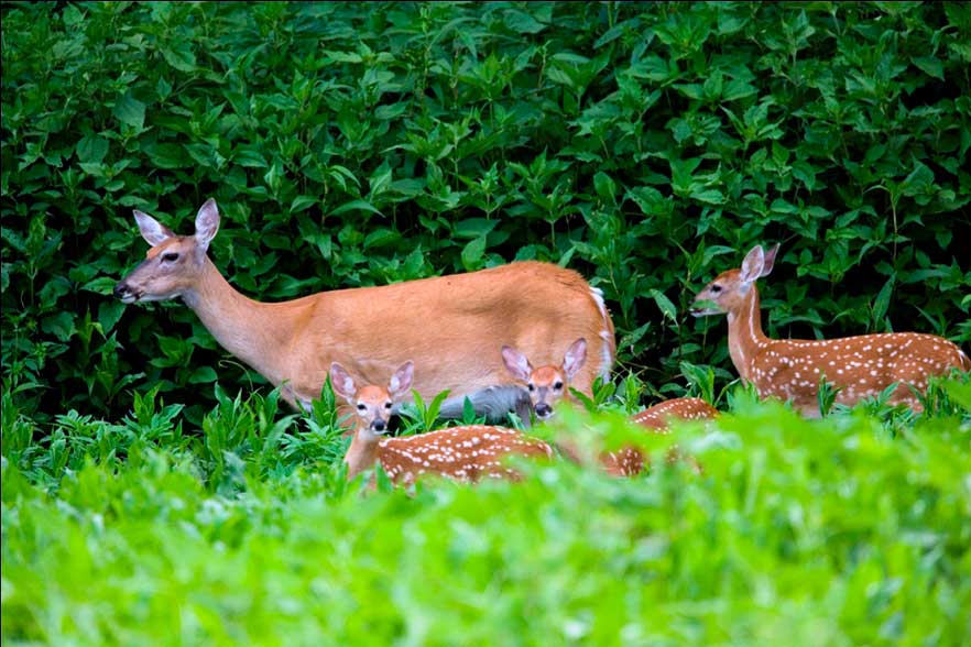 A doe and three fawns along the edge of a wooded area