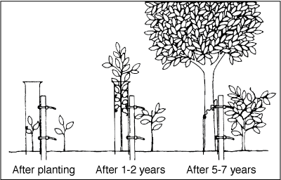 Growth of tree seedlings