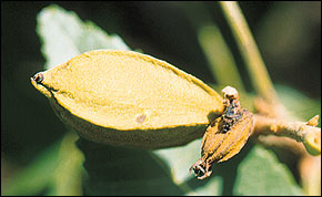Pecan nut casebearer larva boring into nut