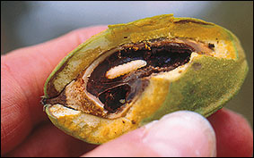 Hickory shuckworm larva feeding inside pecan nut