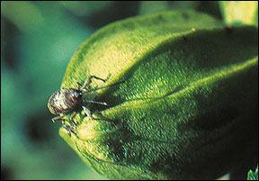 Adult pecan weevil on a mature nut