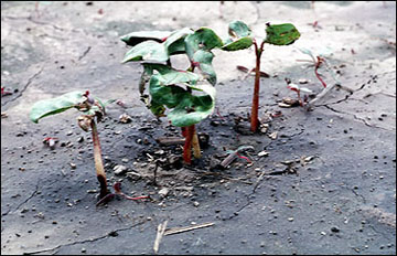 Seedlings damaged or killed by seedling disease