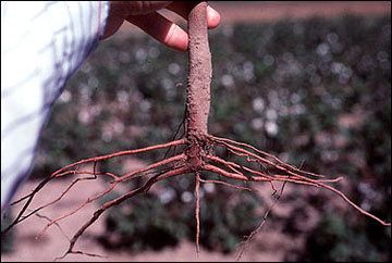 Shallow lateral roots 