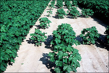 A thin, uneven cotton stand due to seedling disease