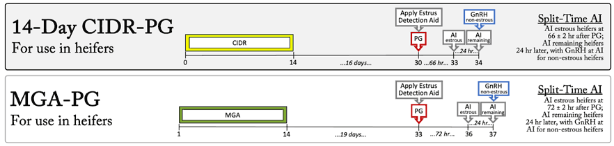 Charts showing the 14-day CIDR-PG and the MGA-PG protocols.