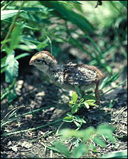 Annual weeds provide an abundance of insects needed for quail chicks. 