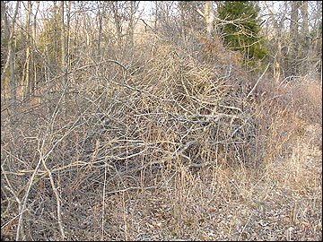 Protective cover helps bobwhites escape hawks, owls, foxes, cats and other predators. 